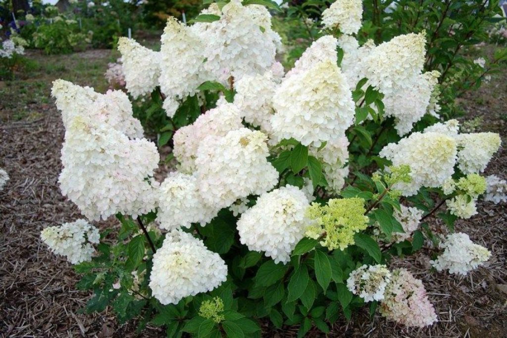 Hortensia dentel de gorron