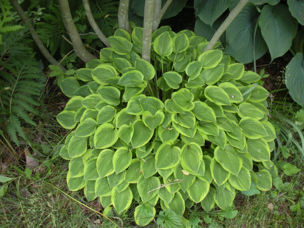 Tiare dorée Hosta