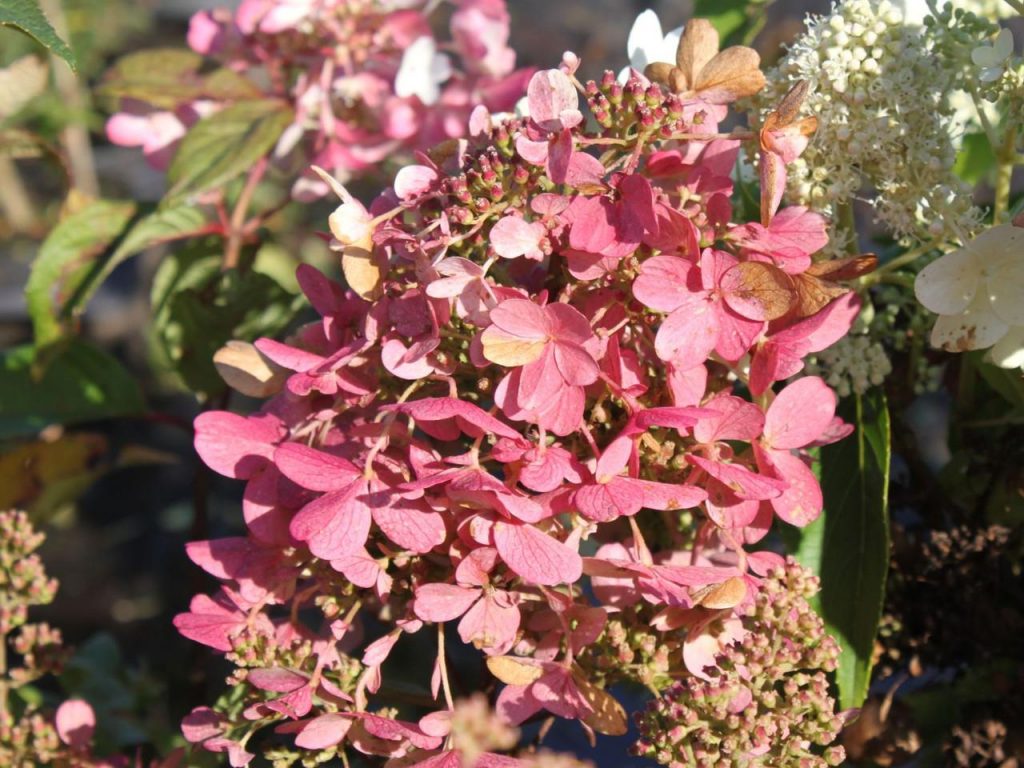 Hortenzia paniculata mega mindy