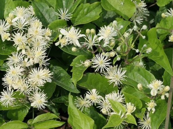 Clematis ubas-ubas