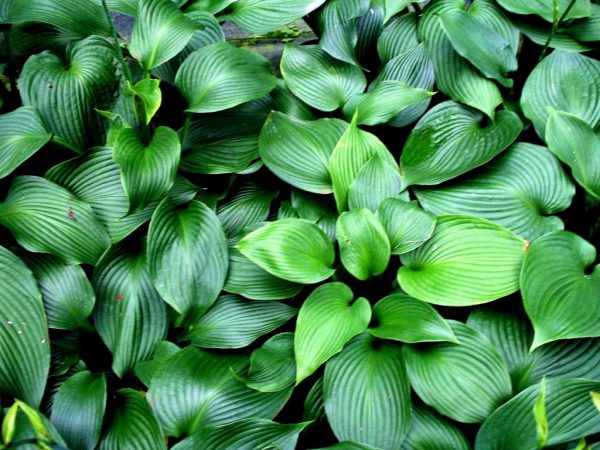 Photo d'ange bleu Hosta