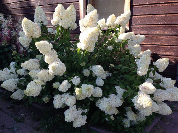 Plantation de l'ours polaire Hydrangea paniculata