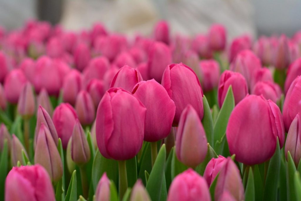 Tulipe de Barcelone