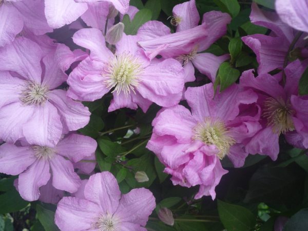 Description de Clematis Comtesse de Bouchot