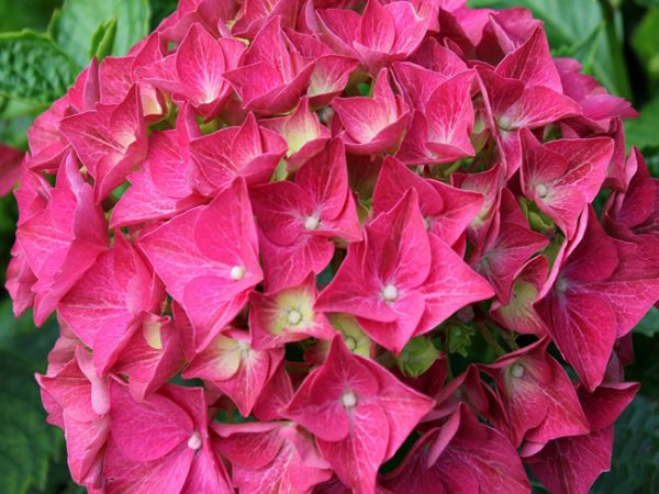 Hortensia alpengluchen à grandes feuilles