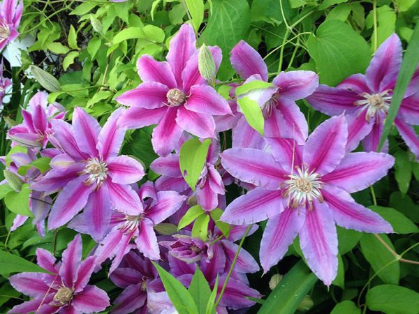 Clematis grandiflorum nelly moser