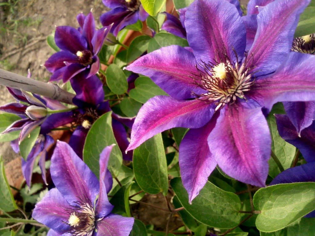 Clematis G. Thompson