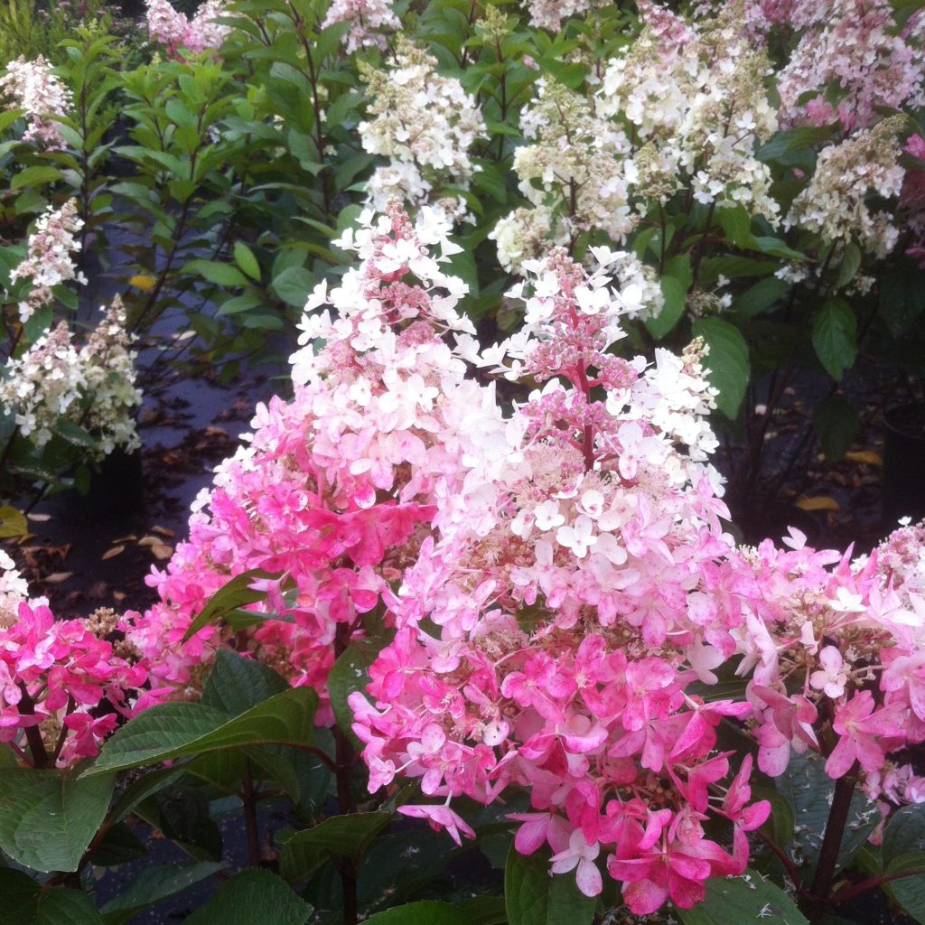 Hydrangea paniculata pinky vinca plantation et soins en plein champ