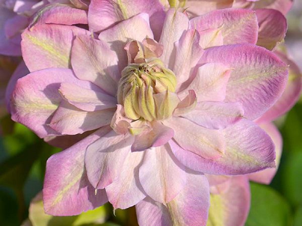 Clematis inosenteng pangangalaga sa pamumula