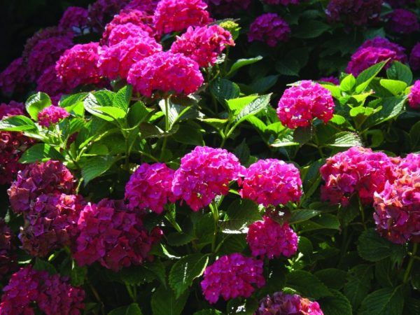 Hortensia alpengluchen plantation et soins à grandes feuilles