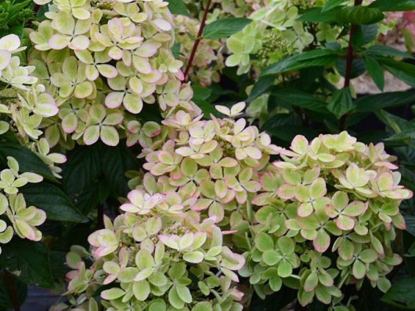 Hydrangea pastel green na larawan at paglalarawan