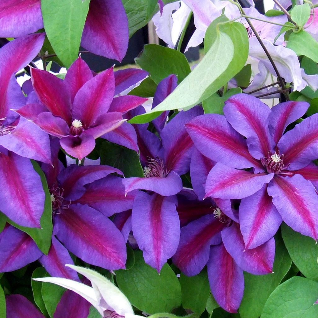 Clematis Mrs Thompson larawan at paglalarawan