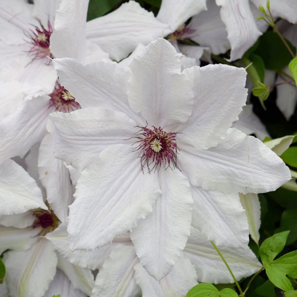 Description de Clematis Snow Queen