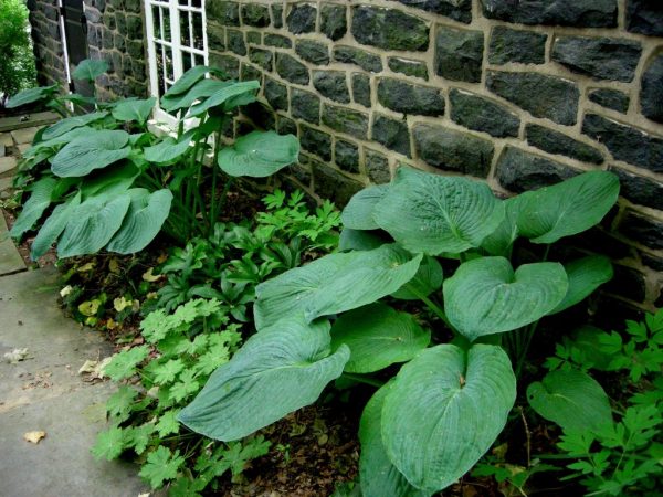 Photo de l'ange bleu Hosta: