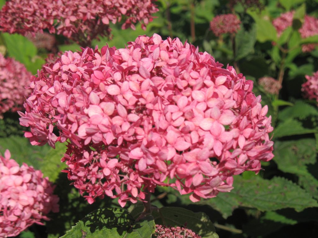 Hortensia arbre médicinal pinkerbell