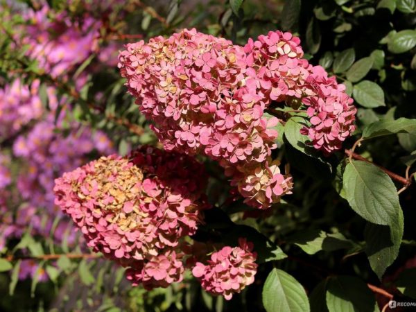 Photo de confettis d'hortensia paniculata