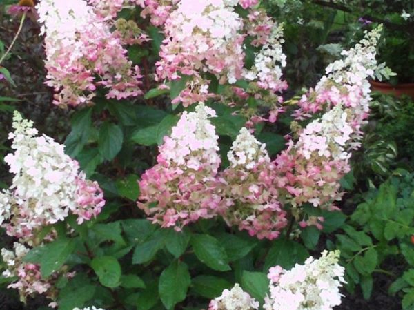 Hydrangea pink lady landing at pag-aalaga