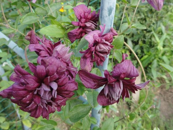 Description de Clematis purpurea plena elegans