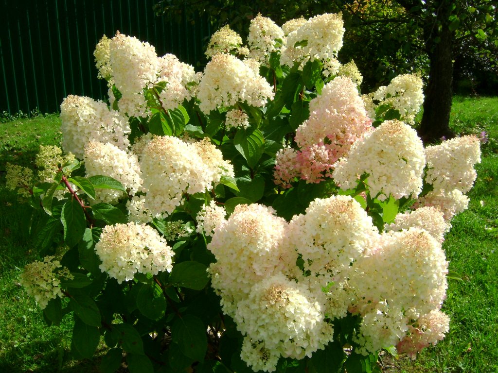 Hydrangea dolyar na pilak