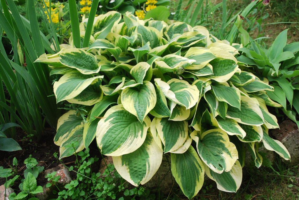 Description du bord large Hosta