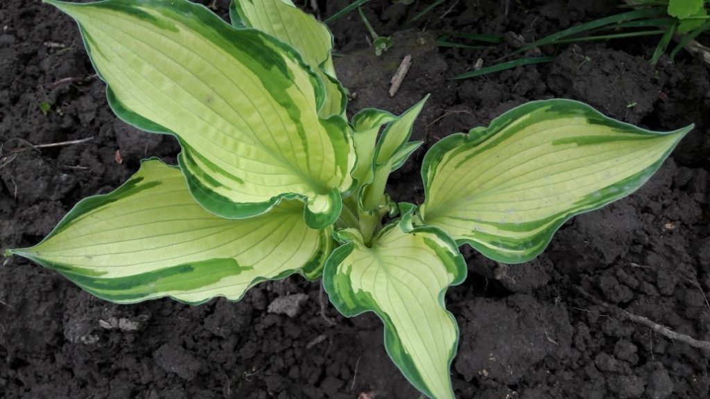 Hosta fortune albopict na paglalarawan ng larawan