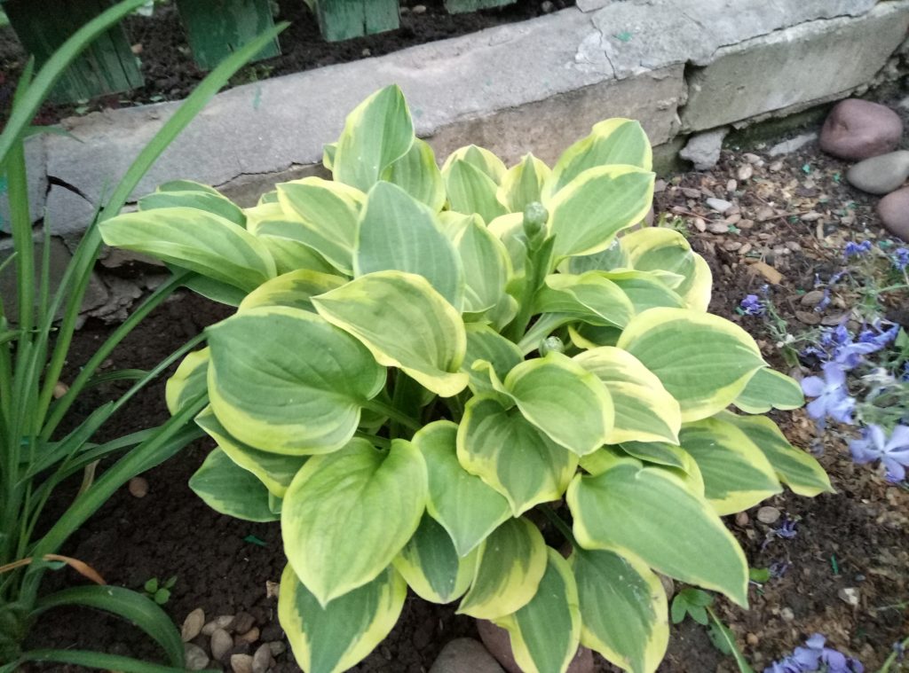 Photo et description de la tiare dorée Hosta