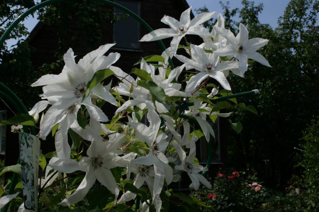 Clematis Beauty Bride leírása