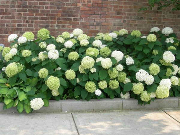 Hortensia arbre anabel plantation et soins photo