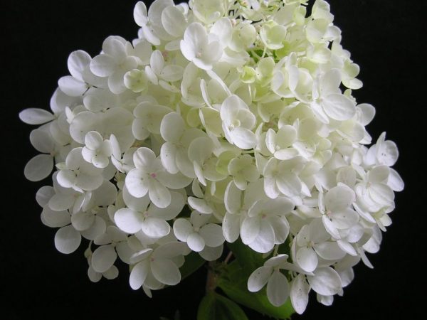 Hydrangea paniculata grandiflora photo