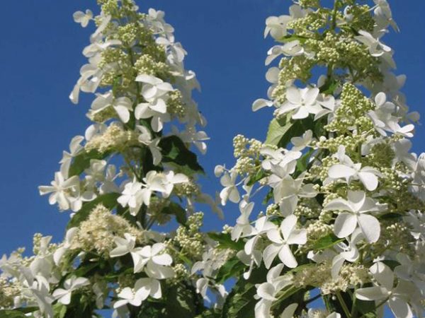 Description et photo de l'Hortensia Levan