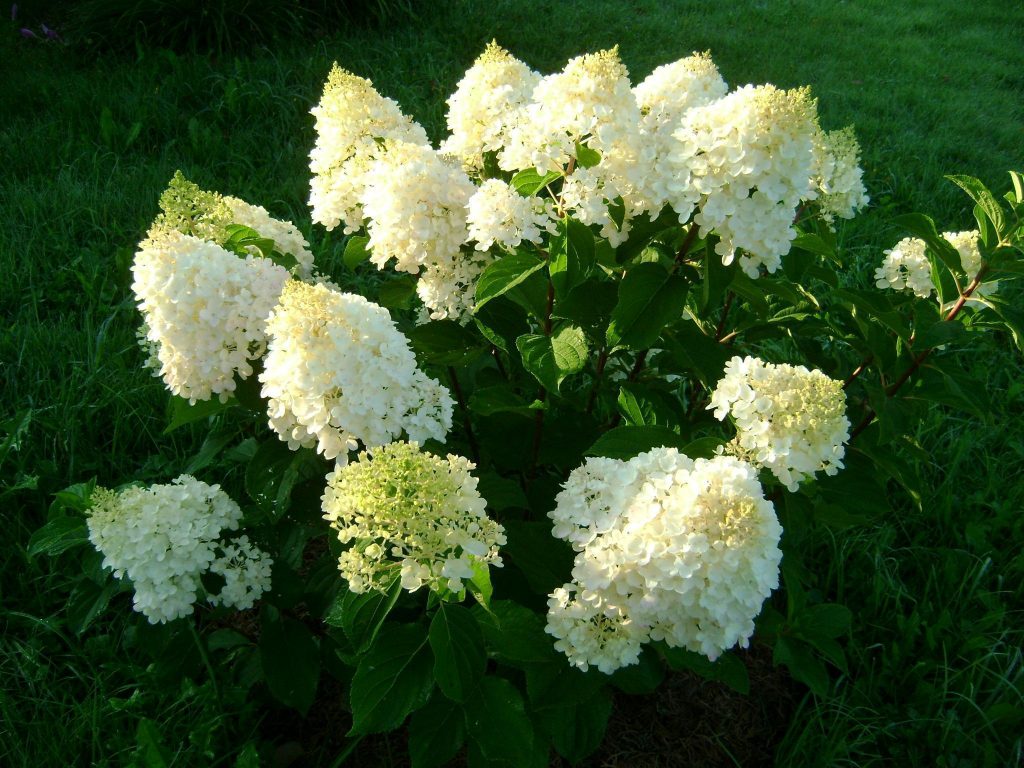 Larawan ng Hydrangea silver dollar