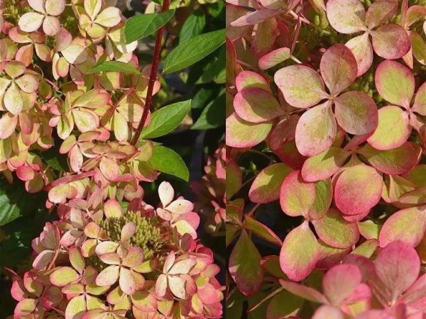 Hydrangea paniculata pastelgreen