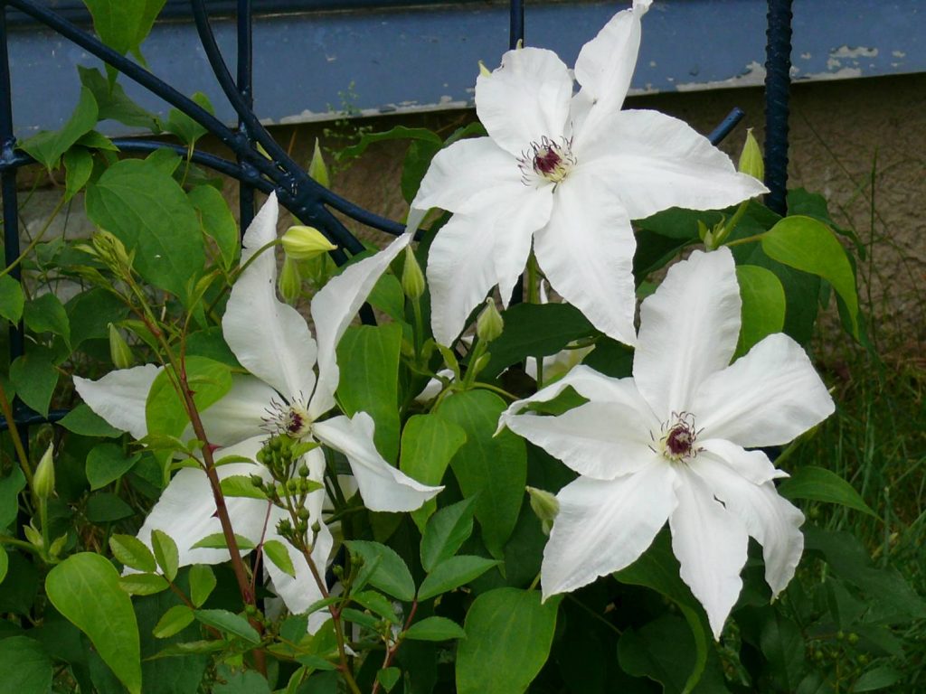 Clematis Beauty Bride vélemények