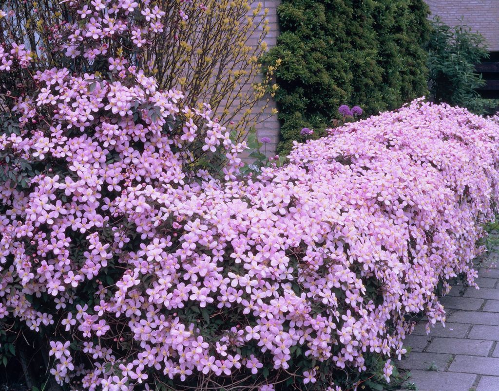 Ang grupo ng Clematis ay nagbubawas ng trim