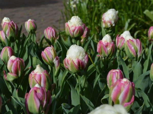 Glace aux tulipes