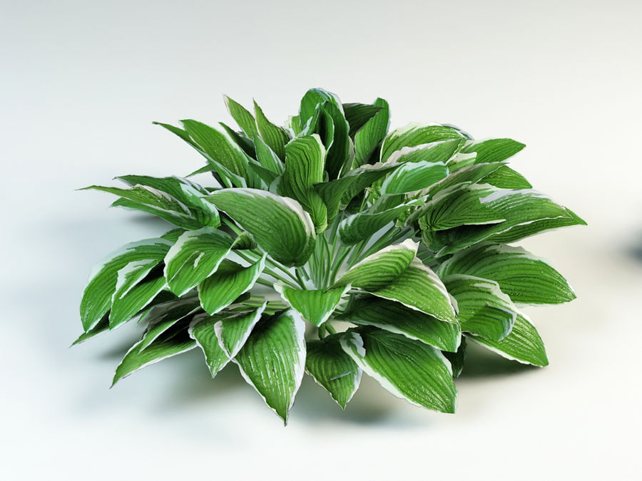 Hosta wavy albomarginata