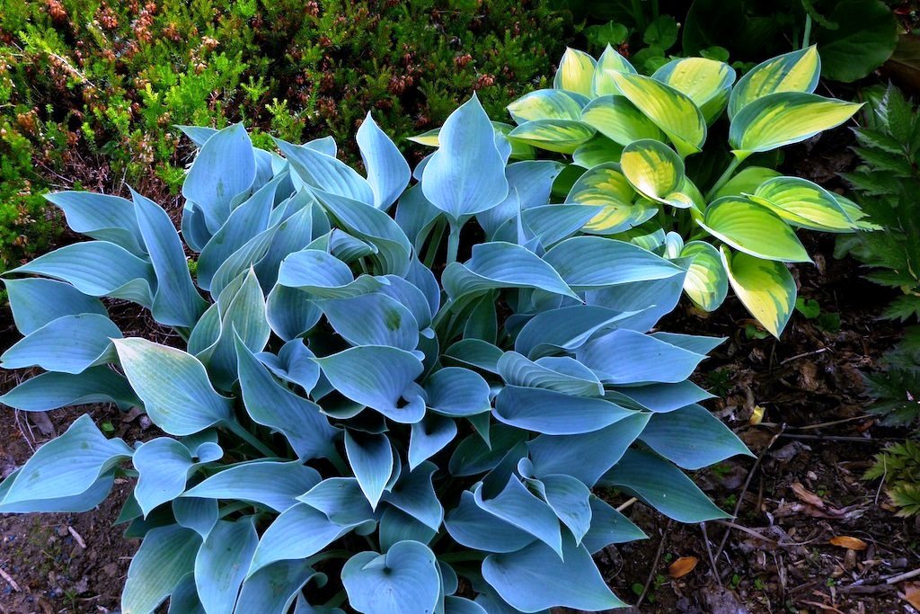 Avis sur Hosta Halcyon