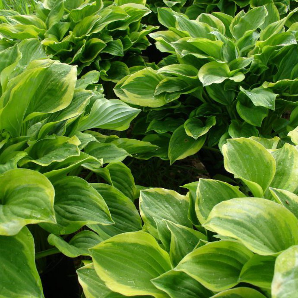 Description de Hosta Golden Tiara