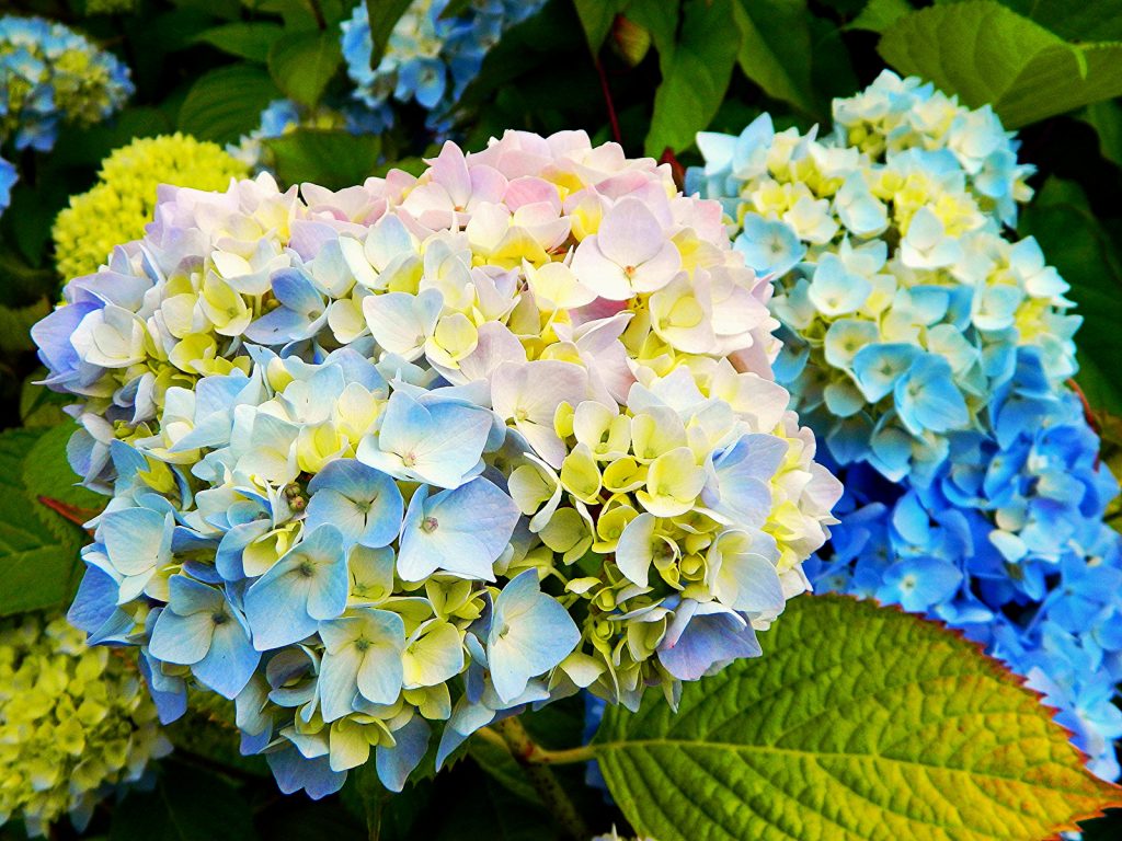 Pourquoi l'hortensia ne fleurit pas