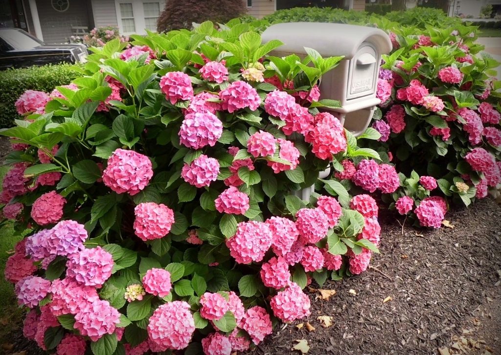 Paglalarawan ng rosas na bouquet ng Hydrangea