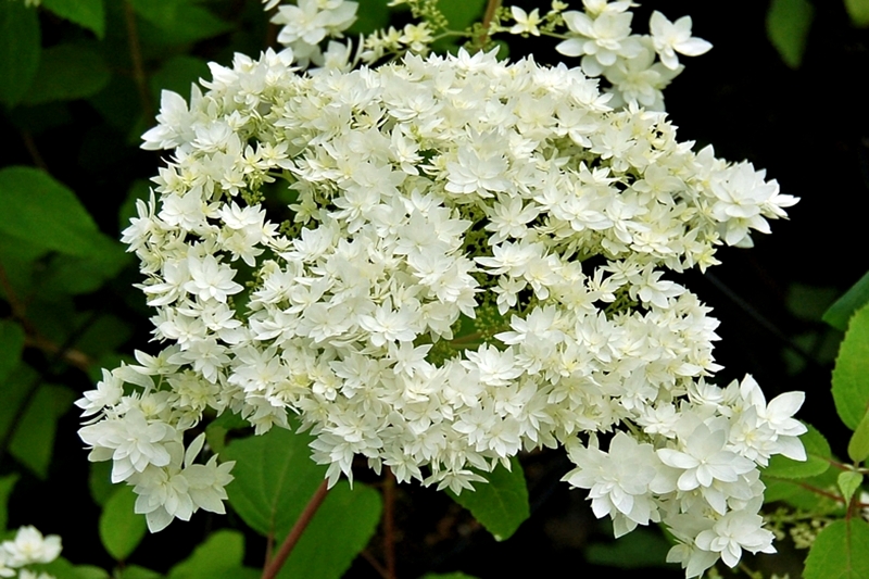 Hydrangea hayes starburst