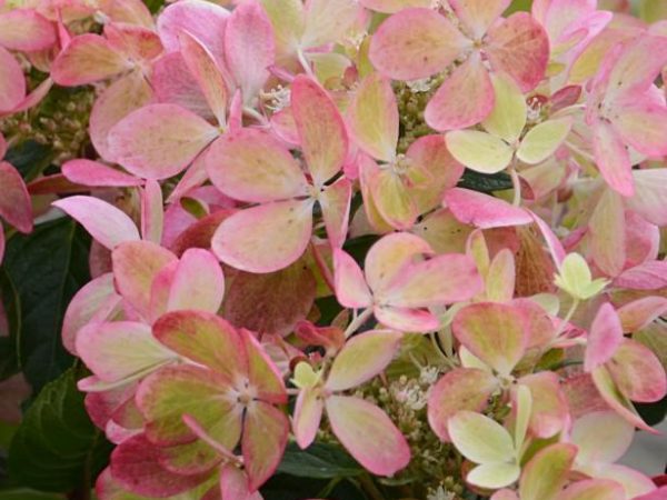 Hydrangea pastel green chameleon