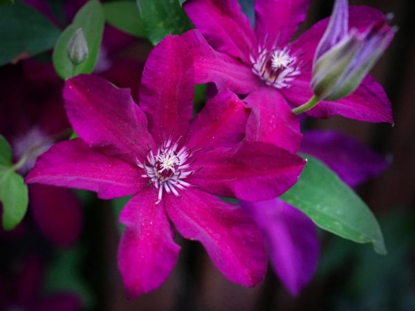 Variété de clématites Stasik