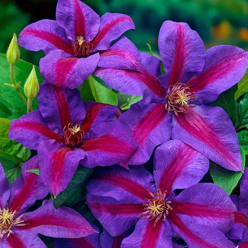 Clematis Thompson