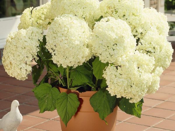 Photo d'hortensia Anabel