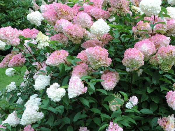 Hydrangea paniculata pink lady larawan at paglalarawan