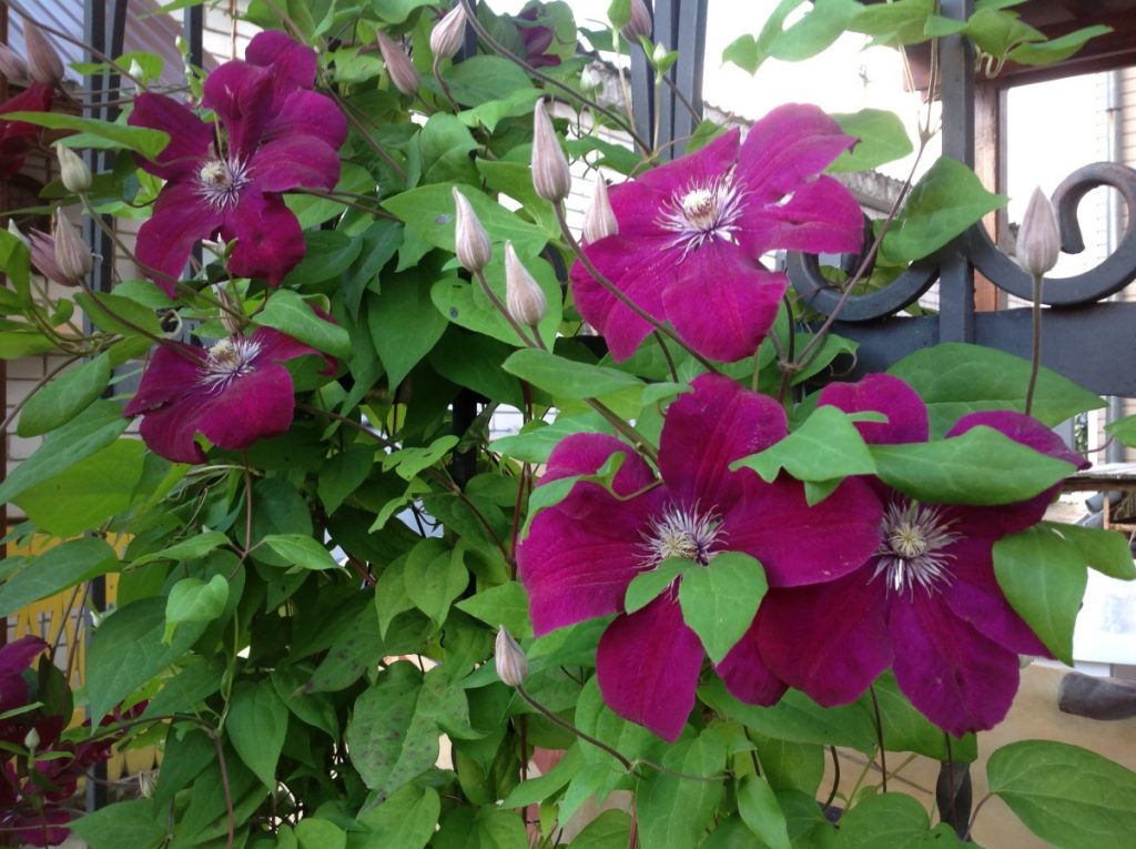 Bande de coupe Clematis rouge cardinal