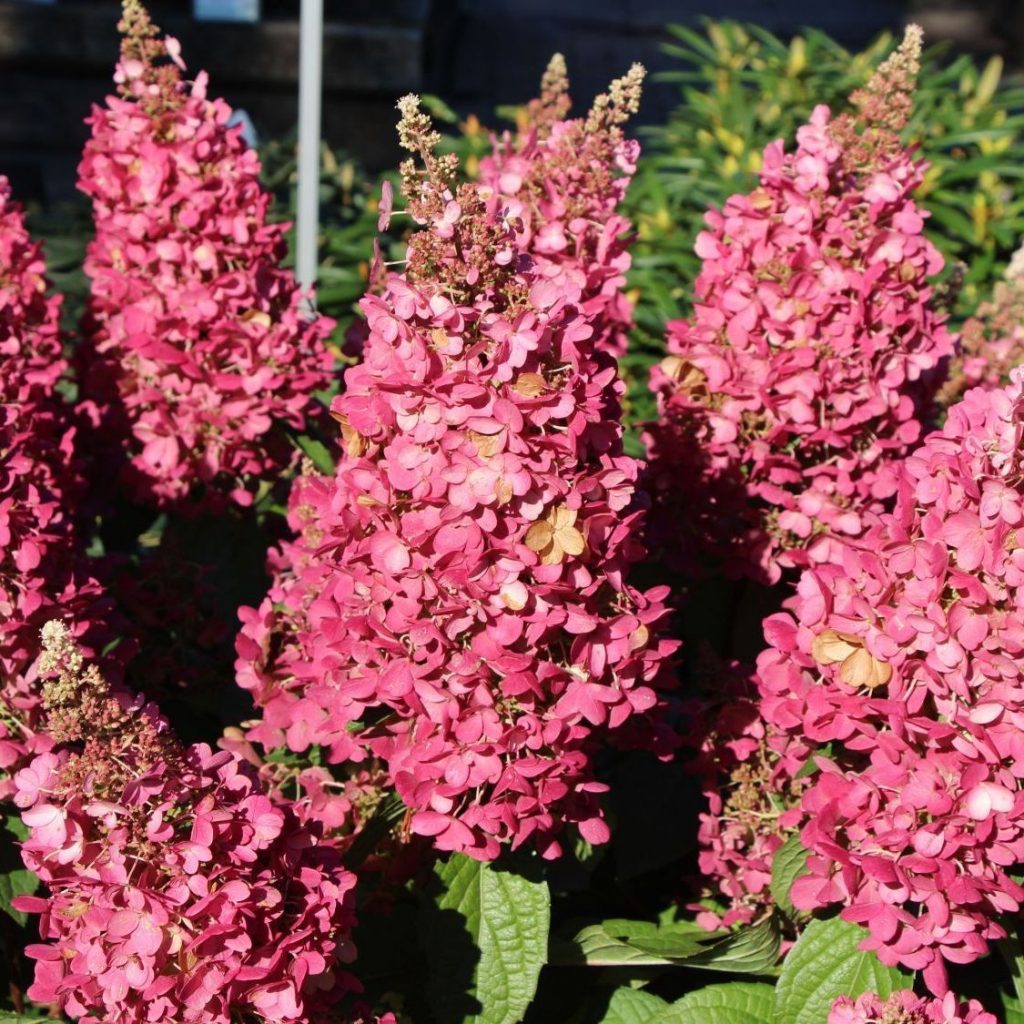 Hydrangea paniculata Mega Mindy