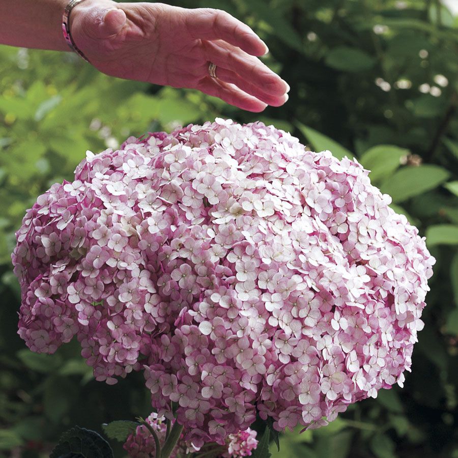 Hydrangea arborescente incredibol