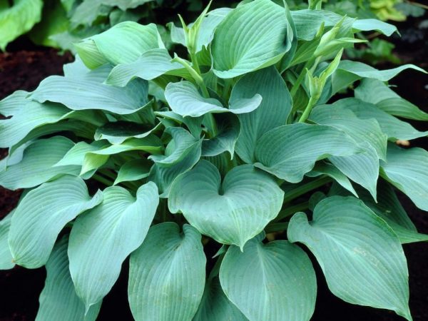 Ange bleu Hosta